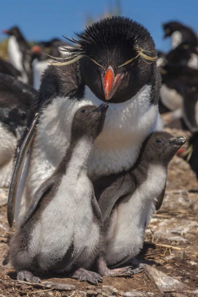 Bleaker Island Rockhopper penguin and chicks